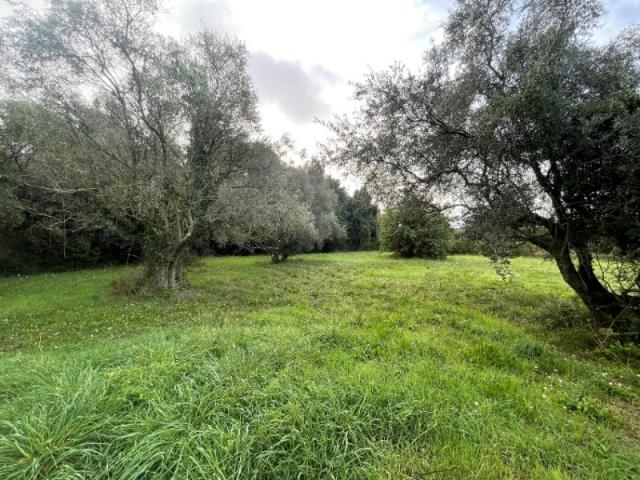 LE CANNET MAISON MODERNE OU PROVENCALE SUR UN TERRAIN DE 1210 M2  A 750 000 €